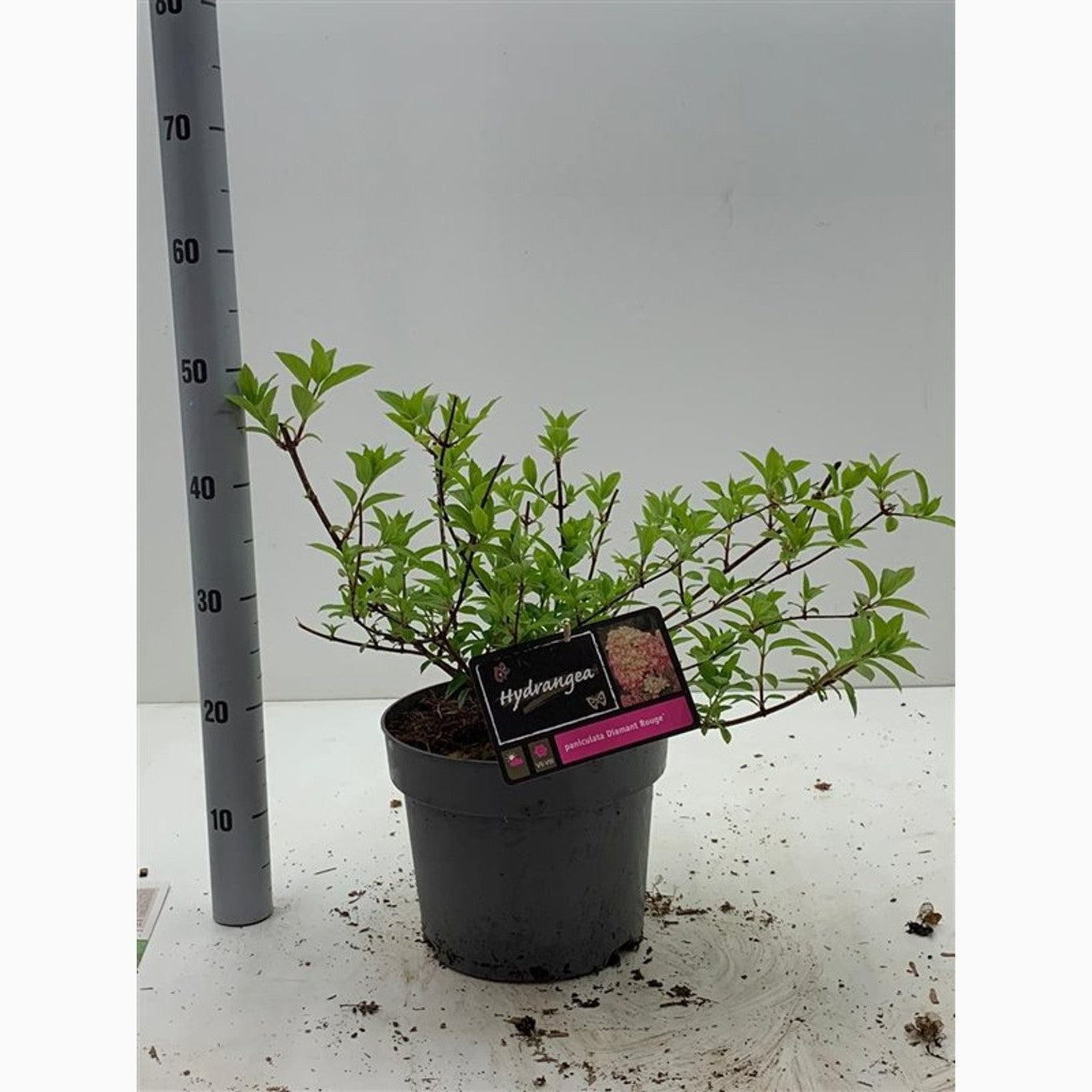 Syrenhortensia – Hydrangea paniculata 'Diamant Rouge'® - C7,5